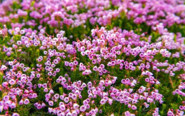 Pembe dağ keneviri çiçeği. Doğada dağ keneviri çiçeğinin kır çiçeği olan bir çayır. Yaz doğası. Çiçek açan bitki. Doğada çiçek. Çiçek açan fundalık..