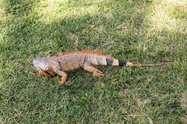 Doğadaki sürüngen hayvan. Vahşi yaşam hayvanat bahçesi ormanda. Tropikal ormanda iguana kertenkelesi. Amerikan iguana otçul kertenkelesi. Egzotik iguana sürüngeni. Egzotik hayvan. Vahşi yaşam hayvanı. Büyük iguana kuyruğu.