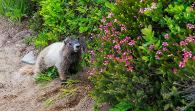 Vahşi bir hayvan. Köstebek yerde. Kemirgen hayvan dağ sıçanı. Kemirgen dağ sıçanı hayvanı. Vahşi yaşam doğası. Marmot capybara. Dağ sıçanı vahşi dağ sıçanı. Dağ kemirgeni. Capybara açık havada. Vahşi dağ sıçanı..