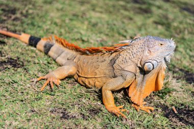 Egzotik sürüngen hayvanı. Vahşi yaşam hayvanı. Tropikal yağmur ormanlarındaki sürüngen hayvan. Vahşi yaşam hayvanat bahçesi ormanı. Ormanda iguana kertenkelesi. Amerikan iguana otçul kertenkelesi. Egzotik iguana sürüngeni. İguana türleri.