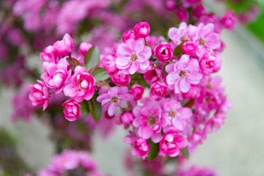 Sakura 'nın dalda açtığı seçici odak noktası. Baharın doğal fotoğrafı Sakura çiçek açıyor. Doğada bahar sakurası. Sakura doğada.