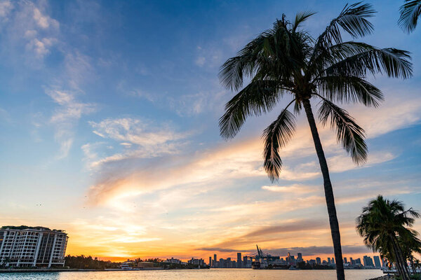 Восход городского пейзажа Майами. Вид на город с пальмы. Закат в Майами. Здание небоскреба. Cityscape закат со зданием. Городская архитектура Ладонь и восход солнца. Принято. Небо Майами.