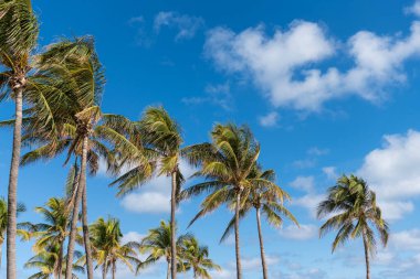 Miami 'de tropik bir sahil. Palmiye ağacıyla tropik rüzgarlı hava. Güçlü rüzgar. Egzotik doğa. Rüzgarlı havada palmiye ağacı. Florida Kasırgası. Kasırgada palmiye ağacı. Palmiye yaprakları hışırdıyor.