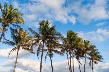 Kaliforniya palmiyesi. Miami 'de tropik bir sahil. Palmiye ağacıyla tropik bir açık hava sahnesi. Tropik yaz tatili. Egzotik doğa. Palmiye ağacı. Miami güney sahilinde yaz tatili. Sallanan palmiye ağacı.