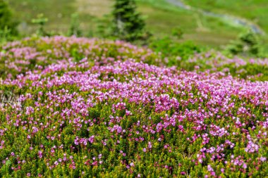 Pembe dağ keneviri çiçeği. Doğada dağ keneviri çiçeğinin kır çiçeği olan bir çayır. Yaz doğası. Çiçek açan bitki. Felsefe bitkisi çiçeği. Dağ keneviri çiçeği..