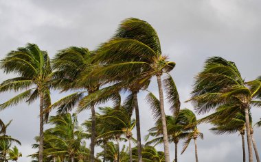 Rüzgarlı havada palmiye ağacı. Florida 'nın güney sahilinde kasırga. Kasırgada palmiye ağacı. Miami 'de tropik bir sahil. Palmiye ağacıyla tropik rüzgarlı hava. Güçlü rüzgar. Egzotik doğa.