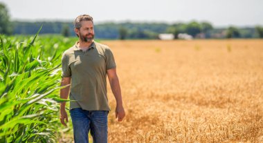 Ekin hasadı. Çiftçi buğdayı kontrol ediyor. Hasat zamanı tarım buğdayı. Kırsal kesim. Agronomist adam mahsul tarlası hasat ediyor. Olgun tarım. Sahadaki hasatçıyı. Çiftçi tarım uzmanı, reklam..