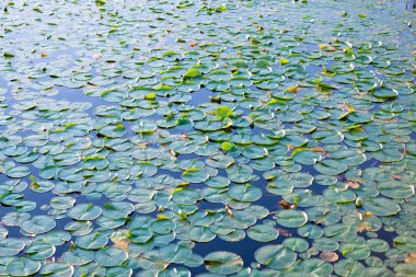 Lily 'nin geçmişi. Nilüfer yaprağının doğal arka planı. Göletteki nilüferlerin arka planı. Su zambağı gölet suyunda yapraklanır. Güzel nilüfer yaprakları.