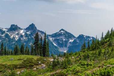 Dağlı orman doğası. Yeşil vadi manzarası. Dağ kırsalında doğa. Kırsal vadinin manzarası. Dağ vadisi. Çam ağacı ve ormanlı dağ manzarası.