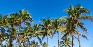 Palmiye ağacı. Miami, Florida 'da yaz tatili. Kaliforniya palmiyesi. Miami 'de tropik bir sahil. Palmiye ağacıyla tropik bir açık hava sahnesi. Tropik yaz tatili. Egzotik doğa.