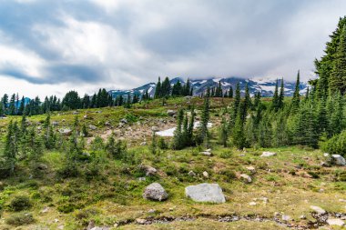 Ormanlı tepe manzarası. Dağ ormanlarının doğası. Dağdaki yeşil orman manzarası. Karışık ormanın doğası. Manzaranın doğası. Ormanın manzaralı manzarası. Doğanın vahşiliği.
