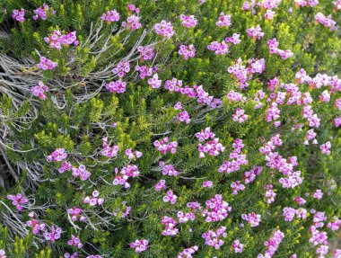 Dağ keneviri çiçeği. Pembe dağ keneviri çiçeği. Doğada dağ keneviri çiçeğinin kır çiçeği olan bir çayır. Yaz doğası. Çiçek açan bitki. Felsefe çiçeği vurgu vurgusu..