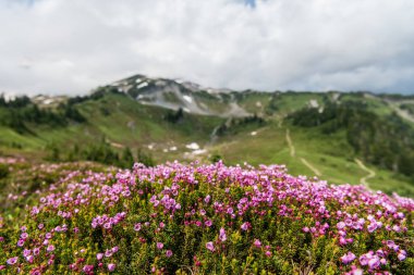 Pembe dağ keneviri çiçeği. Doğada dağ keneviri çiçeğinin kır çiçeği olan bir çayır. Yaz doğası. Çiçek açan bitki. Felsefe bitkisi çiçeği. Dağ keneviri çiçeği..