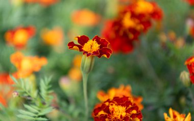 Doğada çiçekli kadife çiçeği. Çiçekli kadife çiçeği. Turuncu etiketler çiçek. Doğal çiçek tomurcukları. Flora Doğa. Doğada çiçek açan parlak çiçek. Kadife çiçeği. Çiçek açan doğa.