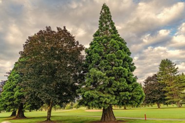 Parkta yetişen karışık ağaç. Doğa manzarası. Yazın orman manzarası ya da park yeri. Bitmeyen yeşil doğa. Ormandaki çayır. Yaz doğasında orman. Orman çevresi. Yeşil doğa.
