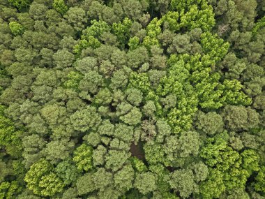 Tropik yeşil ormanın doğal manzarası. Gökyüzü manzaralı orman ağacı. Yağmur ormanlarının ekosistemi ve sağlıklı bir çevre. Yeşil ağaç ormanının arka planı. Ormanda yaz yeşili ağacı. Egzotik vahşi yaşam.