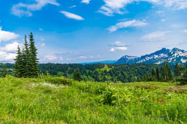 Vadi ve dağ manzarası. Dağ vadisi. Çam ağacı ve ormanlı dağ manzarası. Manzara kozalaklı orman. Yeşil vadi manzarası. Çayırın doğa manzarası. Geniş dağ vadisi.