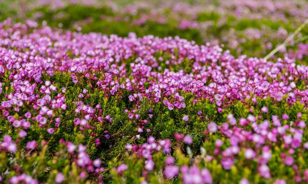 Pembe dağ keneviri çiçeği. Doğada dağ keneviri çiçeğinin kır çiçeği olan bir çayır. Yaz doğası. Çiçek açan bitki. Felsefe bitkisi çiçeği. Dağ keneviri çiçeği..