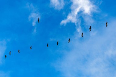 Pelikan gökyüzünde uçuyor. Kuş sürüsü. Hayvan ve doğa. Göç sırasında pelikan uçuşu. Kuş düzende uçuyor. Kuşlar göç ediyor. Pelikan kuşu sürüsü. Göç eden kuşların göçü.