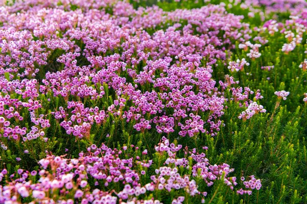 Doğada dağ keneviri çiçeğinin kır çiçeği olan bir çayır. Yaz doğası. Çiçek açan bitki. Çiçek açan arka plan. Dağ keneviri çiçeği. Pembe dağ keneviri çiçeği..