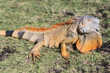 Egzotik sürüngen hayvanı. Vahşi yaşam hayvanı. Tropikal yağmur ormanlarındaki sürüngen hayvan. Vahşi yaşam hayvanat bahçesi ormanı. Ormanda iguana kertenkelesi. Amerikan iguana otçul kertenkelesi. Egzotik iguana sürüngeni. İguana türleri.