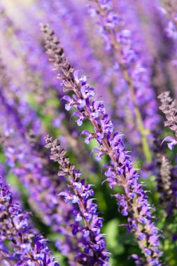 Lavanta tarlası. Yazın lavanta çiçeği. France Provence sahasında. Mor lavanta doğada çiçek açar. Doğanın bileşimi. Çiçek açan yaz çiçekleri. Çiçek tarlası. Yaz doğası.
