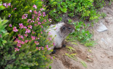 Vahşi bir hayvan. Köstebek yerde. Kemirgen hayvan dağ sıçanı. Kemirgen dağ sıçanı hayvanı. Vahşi yaşam doğası. Marmot capybara. Dağ sıçanı vahşi dağ sıçanı. Dağ kemirgeni. Capybara açık havada. Vahşi dağ sıçanı..