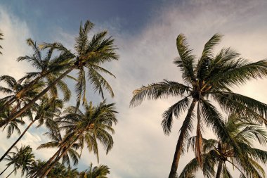 Kaliforniya 'nın palmiye ağacı Miami' de tropikal plajda yaz tatilinde.