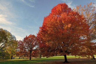 Sonbahar manzarası. Doğada sonbahar yaprakları olan ağaç. Sonbahar ormanı ya da sonbahar mevsiminde park. Central Park 'ta sonbahar ağacı. Sonbahar doğa manzarası. Mevsimlik sonbahar manzarası. Park doğası. Yaprak dökümü.