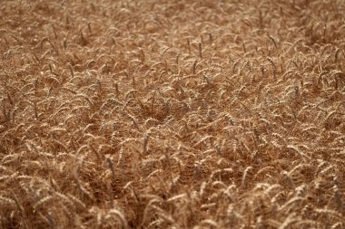 Buğday hasadı. Tahıl tarımı ile tarlada tarım. Organik gıda ekimi. Çavdarlı yaz tarlası. Olgun çavdar tarlasında hasat edilmeyi bekliyor. Çavdar mahsulü. Tarım ürünleri.