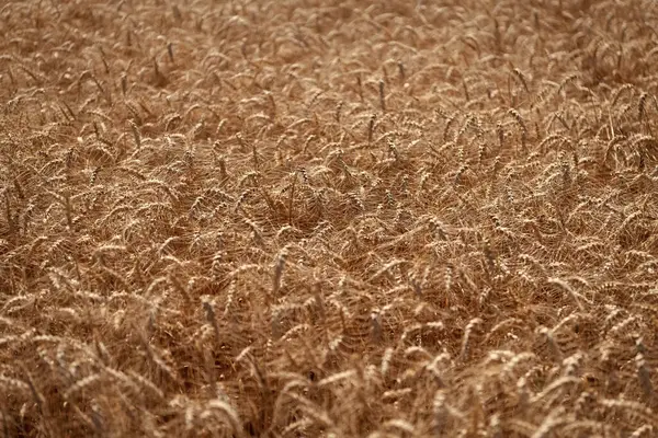 Buğday hasadı. Tahıl tarımı ile tarlada tarım. Organik gıda ekimi. Çavdarlı yaz tarlası. Olgun çavdar tarlasında hasat edilmeyi bekliyor. Çavdar mahsulü. Tarım ürünleri.
