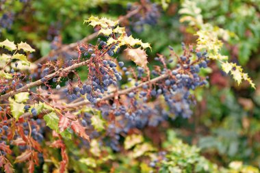 Mahonia 'nın yabani meyvesi. Oregon üzümleri yabani böğürtlen. Berberis aquifolium veya Oregon üzümlü, yakın plan. Doğa bitkisi. Vahşi doğada böğürtlen.