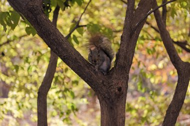 Sciurus kemirgen hayvanıyla sonbahar sahnesi. Vahşi yaşam doğası. Ormandaki gri sincap. Doğu gri sincabı dışarıda. Vahşi bir hayvan. Ağaçtaki sincap. Kemirgen hayvan faunası. Vahşi kemirgenler.