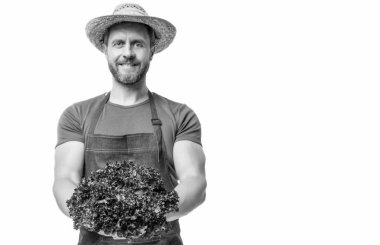 greengrocer in apron and hat with lettuce vegetable isolated on white. copy space.