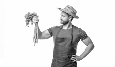 man in apron and hat with carrot vegetable isolated on white.