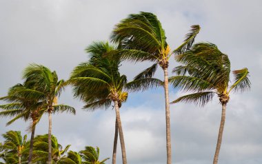 Miami 'de tropik bir sahil. Palmiye ağacıyla tropik rüzgarlı hava. Güçlü rüzgar. Egzotik doğa. Rüzgarlı havada palmiye ağacı. Florida Kasırgası. Kasırgada palmiye ağacı. Palmiye yaprakları hışırdıyor.