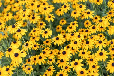 Sarı fındıklı çiçek. Doğal çiçek bitkisi. Flora Doğa. Sarı çiçek arka planı. Çiçek kabuklu sarı arka plan. Sakız çiçeği. Bahçede çiçek açan koni sakızı. Açık hava çiçekleri..