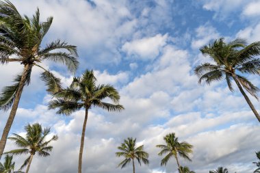 Kaliforniya palmiyesi. Miami 'de tropik bir sahil. Palmiye ağacıyla tropik bir açık hava sahnesi. Tropik yaz tatili. Egzotik doğa. Palmiye ağacı. Miami, Florida 'da yaz tatili. Palmiye yaprakları.