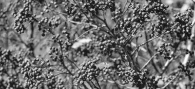 Kırmızı böğürtlen arkaplanlı rowan ağacı.