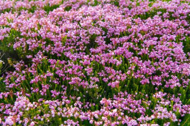 Dağ keneviri çiçeği. Pembe dağ keneviri çiçeği. Doğada dağ keneviri çiçeğinin kır çiçeği olan bir çayır. Yaz doğası. Çiçek açan bitki. Felsefe çiçeği vurgu vurgusu..