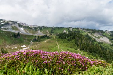 Doğada dağ keneviri çiçeğinin kır çiçeği olan bir çayır. Yaz doğası. Çiçek açan bitki. Felsefe çiçeği, manzara falan. Dağ keneviri çiçeği. Pembe dağ keneviri çiçeği..