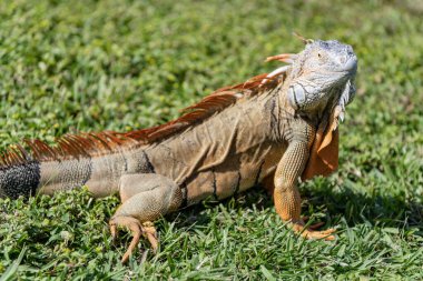 Egzotik iguana sürüngeni. Egzotik sürüngen hayvanı. Vahşi yaşam hayvanı. Doğadaki sürüngen hayvan. Vahşi yaşam hayvanat bahçesi ormanı. Tropikal ormanda iguana kertenkelesi. Madagaskar iguana otçul kertenkelesi. Yağmur ormanı iguanası.