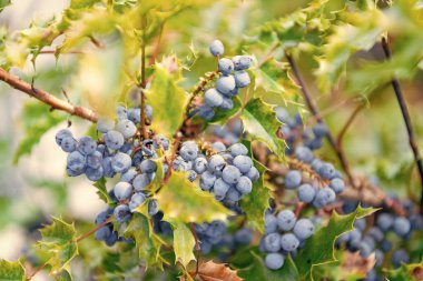 Oregon üzümleri yabani böğürtlen. Berberis aquifolium veya Oregon üzümlü, yakın plan. Doğa bitkisi. Vahşi doğada böğürtlen. Mahonia 'nın yabani meyvesi. Holly böğürtlen bıraktı.