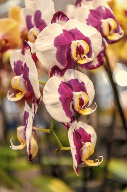Çiçek açan doğa. Orkide çiçeğinin mor rengi. Çiçekli makro fotoğrafçılık. Flora ve doğa çok yakın. Mor orkide çiçeği. Çiçek doğası. Orkide çiçeği parlak renk. Çiçek yaprakları.