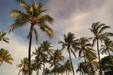 Palmiye ağacı. Miami, Florida 'da yaz tatili. Kaliforniya palmiyesi. Miami 'de tropik bir sahil. Palmiye ağacıyla tropik bir açık hava sahnesi. Tropik yaz tatili. Egzotik doğa.