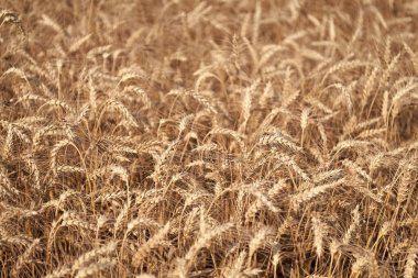 Buğday ya da arpa tarlası tarlası. Çavdar ekili ekin hasadı..