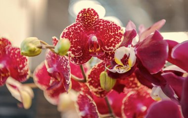Çiçekli makro fotoğrafçılık. Flora ve doğa çok yakın. Pembe orkide çiçeği. Çiçek doğası. Orkide çiçeği parlak renk. Çiçek açan doğa. Orkide çiçeğinin pembe rengi. Çiçek açan.