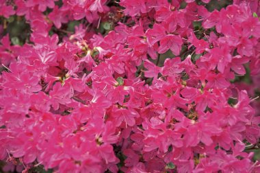 Rhododendron obtusum pembe çiçek arka planı. Doğanın çiçekli arka plan pembe rengi. Çiçekli rhododendron çiçeği. Doğadaki Rhododendron. Çiçek doğası.