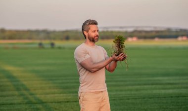 Saha teftişi. Tarım mahsulü hasadı. Sahada filizlenen bir adam var. Yeşil ekoloji ve tarım ortamı. Ekin hasadı. Eko tarım ve tarım ürünleri..