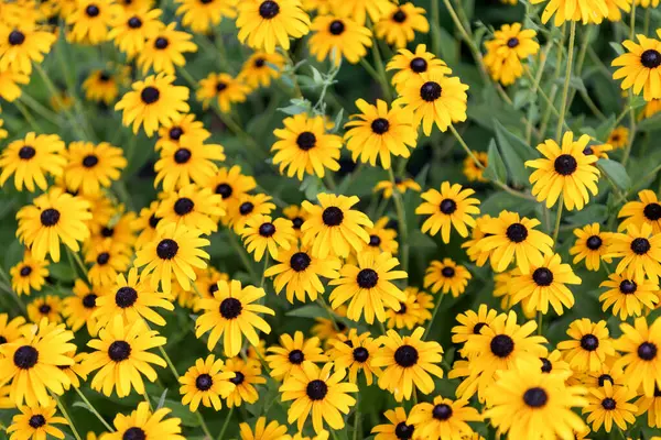 Daisy çiçeği. Bahçede çiçek açan papatya. Açık hava çiçekleri. Sarı papatya çiçeği. Doğal çiçek bitkisi. Flora Doğa. Sarı çiçek arka planı. Çiçekli sarı arka plan.